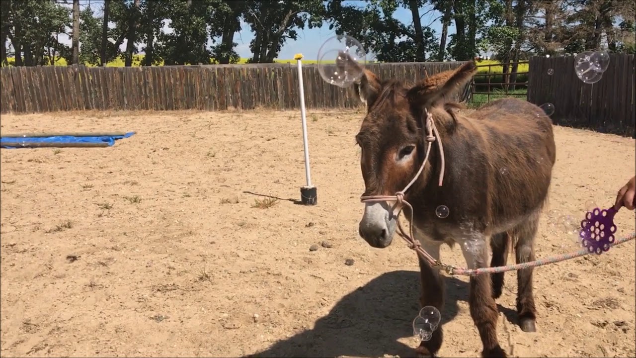 Donkey Training: Building Confidence Using Obstacles - YouTube