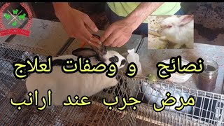 نصائح و وصفات لعلاج مرض جرب عند ارانب