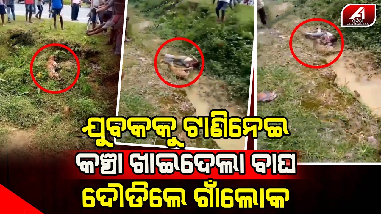 ଯୁବକ କୁ ଗାଁରୁ ଟାଣିନେଲା ବାଘ ,ଭାଇରଲ ହେଲା ଭିଡିଓ | TIGER STORY |@A1odia|