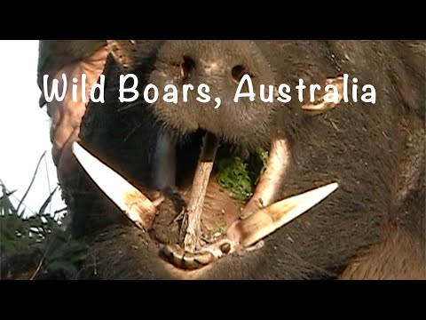 Wild Boars Australia, Pig Hunting Compilation 2.
