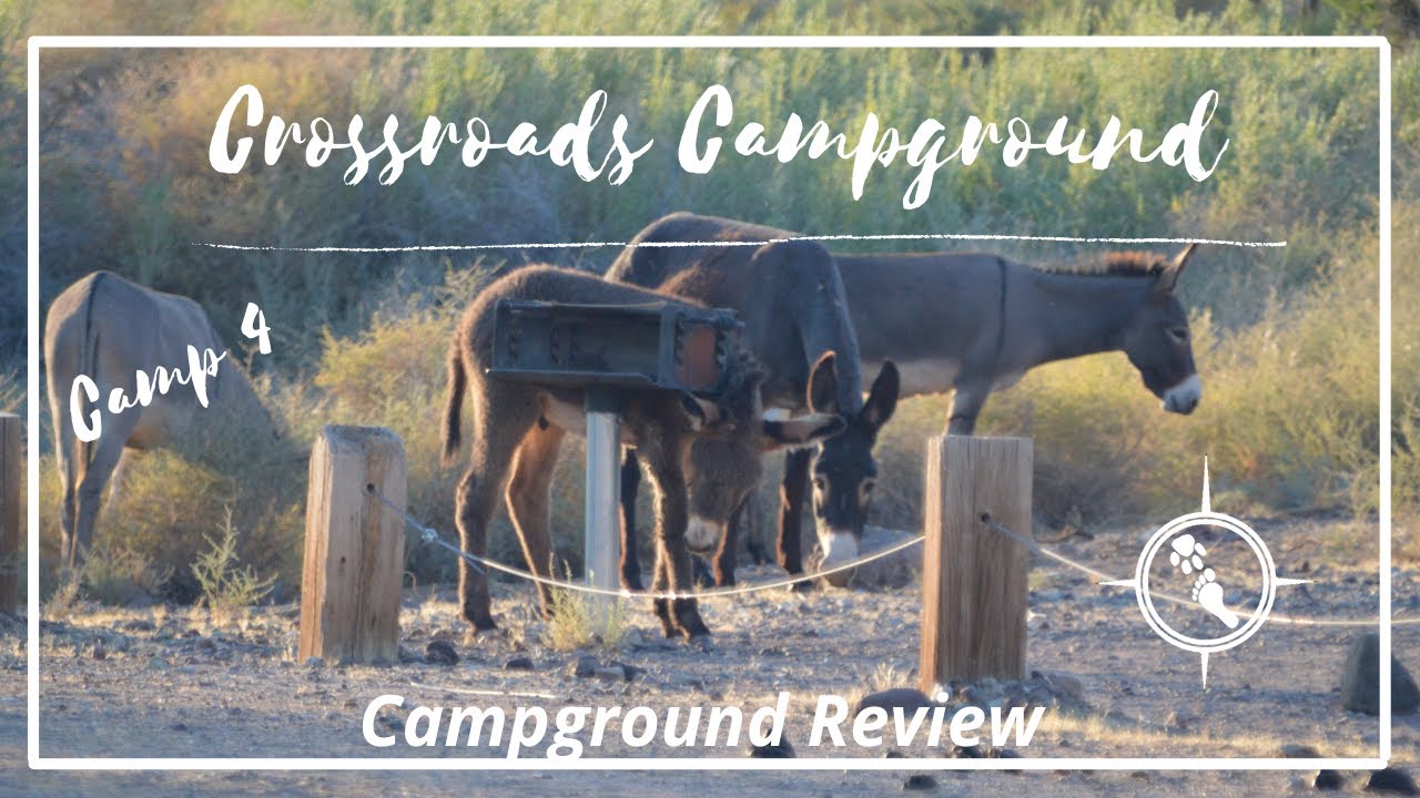 Crossroads Campground Review Earp, CA (near Parker, AZ) WILD BURROS IN CAMP!!!