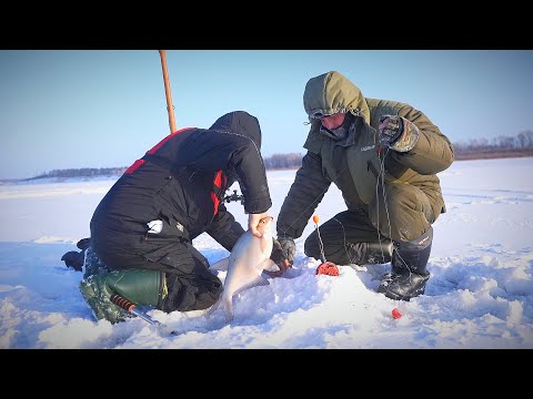 УЕХАЛ В СИБИРЬ НА РЫБАЛКУ и узнал СТРАШНУЮ ТАЙНУ. Рыбалка на крупного леща.  Комбайны на леща.