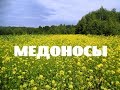 Мои МЕДОНОСЫ