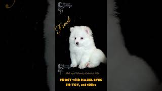 Handsome White Pomsky!