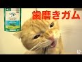 猫たちみんなでGreenies歯磨きガムを食べる