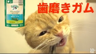 猫たちみんなでGreenies歯磨きガムを食べる