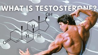 Testosterone, Elaborated