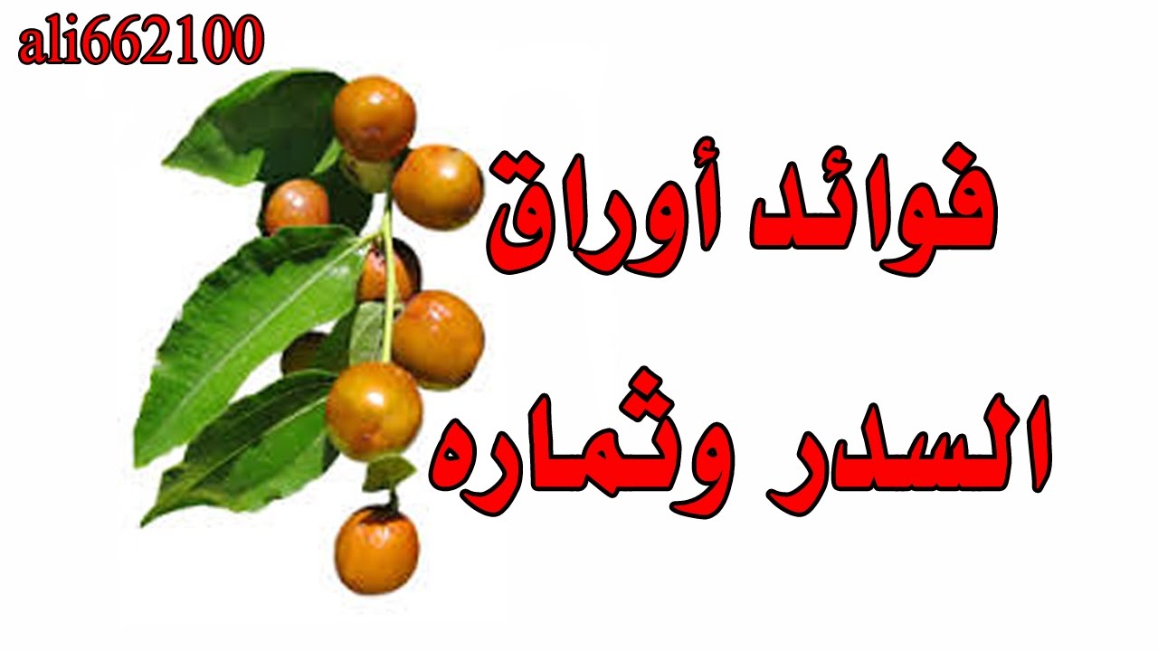 فوائد أوراق السدر وثماره Benefits Of Sidr Leaves And Fruit