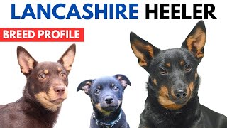 Lancashire Heeler Breed Profile History - Price - Traits - Lancashire Heeler Grooming Needs
