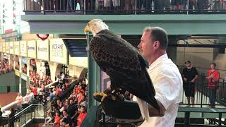Challenger the Bald Eagle Soars at Houston Astros ALDS