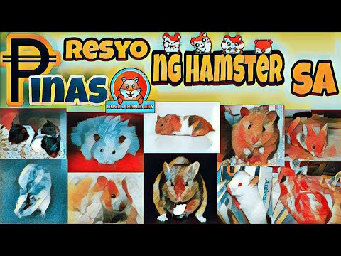 PRESYO NG HAMSTER SA PILIPINAS(HAMSTER PRICE GUIDE)