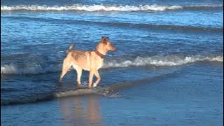 Download lagu Sony HXR MC2000E test - Maya al mare.mp4