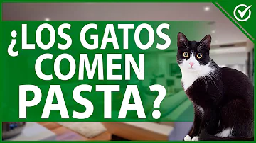 ¿Pueden los gatos comer pasta?