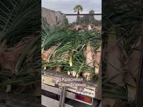 Видео: Как ухаживать за пальмой в Калифорнии?