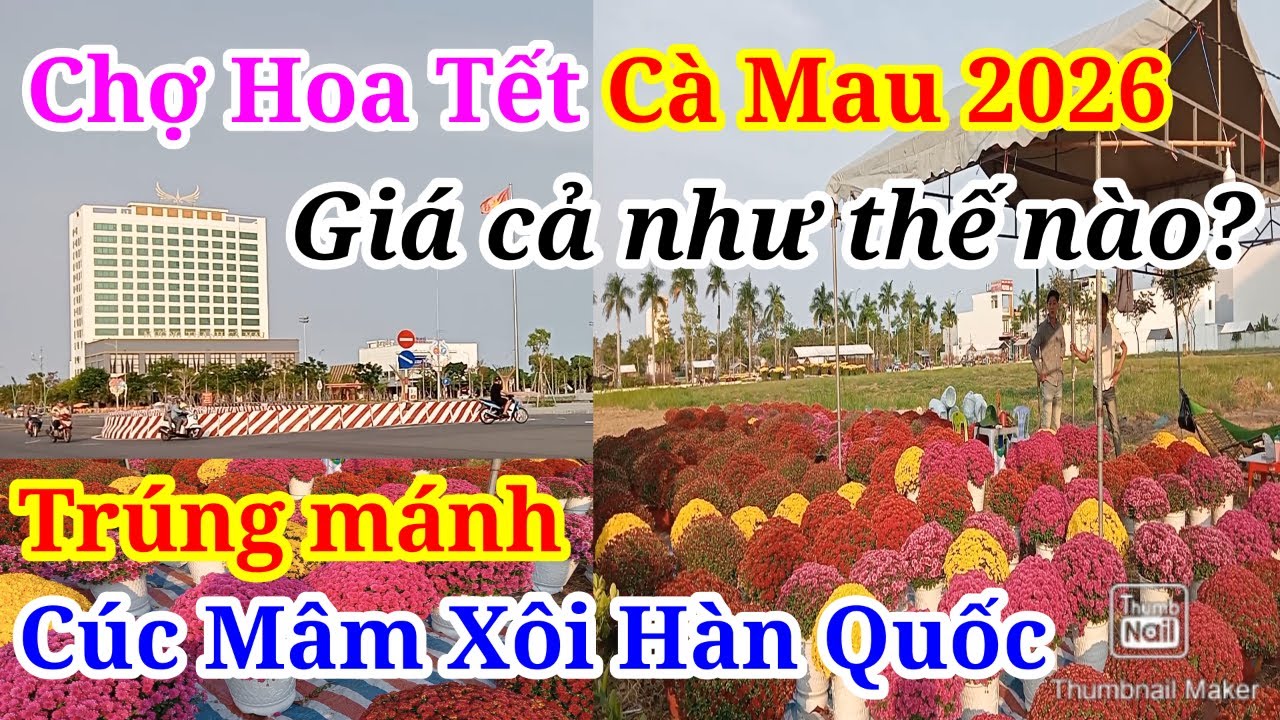 Toàn Cảnh Chợ Hoa Tết Cà Mau 2026 Giá Cả NTN Khu Minh Thắng Như 