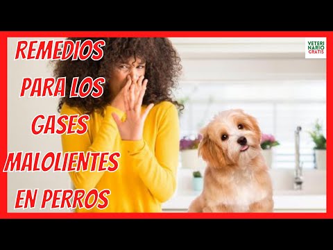Video: 5 formas sin estrés para lidiar con la ansiedad de separación del perro