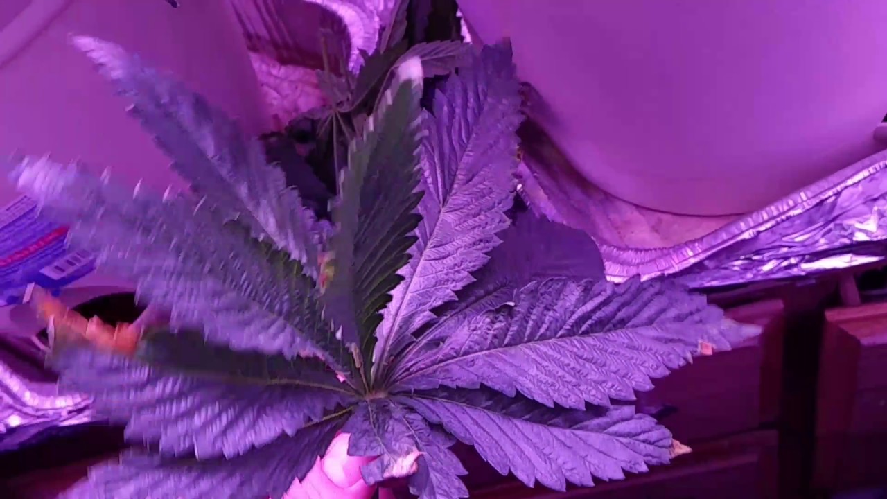 15 leaf Cannabis fan leaf freak YouTube