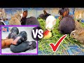 Watch baby rabbits growing up  day 1 to 18 