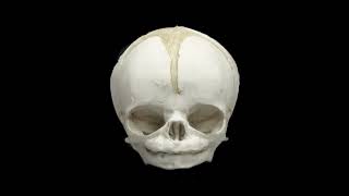 Development Of Human Skull