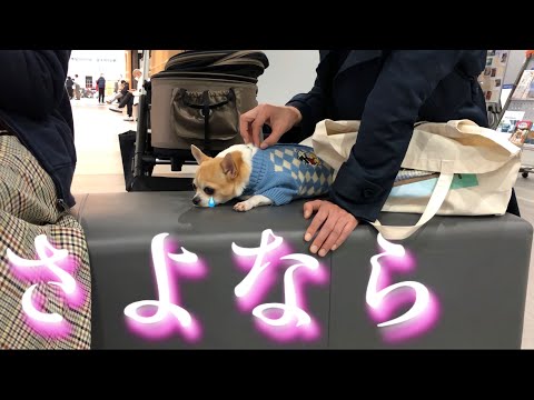 【最終話】さよなら、きっとまた会えるよね...