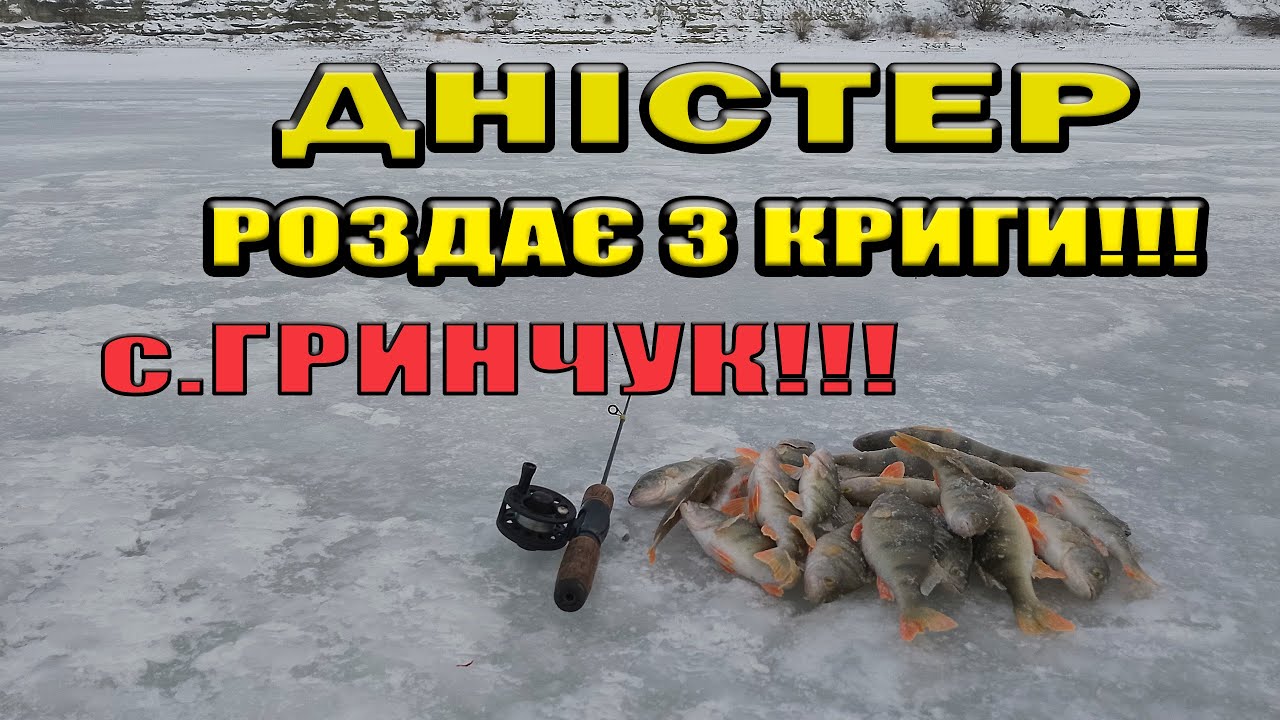 Такого кльову давно не було! Окунь на Дністрі, Гринчук