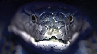 Cobra Sound Effects  Cobra Hissing