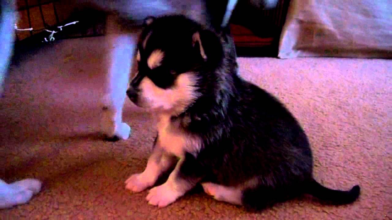 alaskan klee kai craigslist