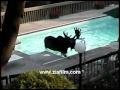 Moose enjoys swmming pool