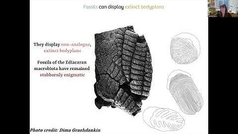 Revisiting the Ediacaran Enigma