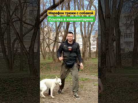 дрессировка собак как дрессировать собаку трюки с собакой Команды для собаки Воспитание собаки #dog