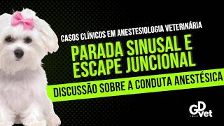 Como eu conduzi a anestesia desse paciente com parada sinusal para uma TPLO? Anestesia veterinária