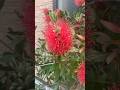 Callistemon Citrinus Flower Beautiful Flower #shortsviral #shortsfeed #plants #flowers #shorts