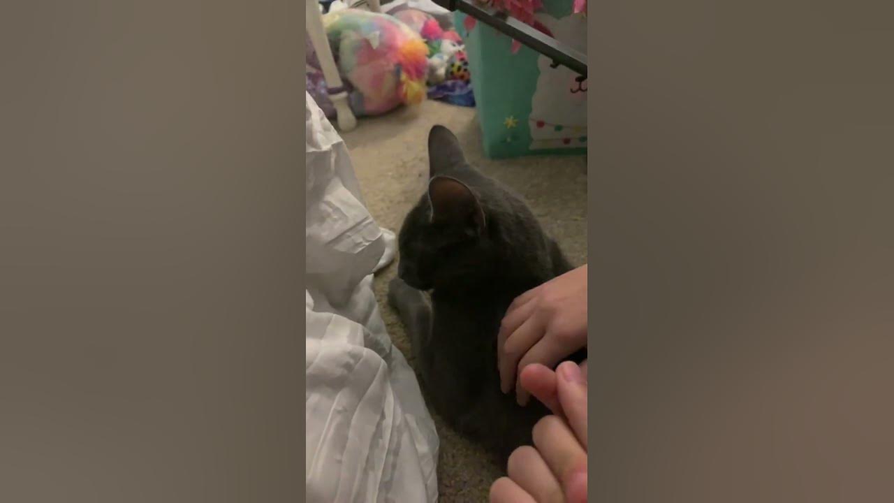 The razor cat YouTube