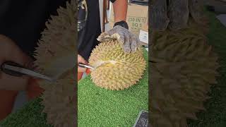 马来西亚D123大种榴莲树越老肉越黄| SP DURIANG MALAYSIA #fruit #durian #blackthorndurian  #food #eating #musangking