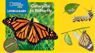 National Geographic Kids Look and Learn: Caterpillar to Butterfly