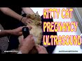 Kitty Cat Pregnancy Ultrasound