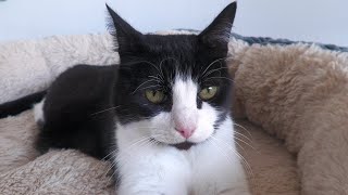 Kneading Purring Cat (ASMR) by Tom & Mimi Extras 2,286 views 2 weeks ago 41 seconds