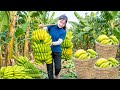 TIMELAPSE -- Harvesting 1000+ Bananas &amp; Exotic Tropical Fruits | Busy Local Market Vibes