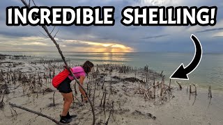 A Florida Shell Hunting Adventure - Honeymoon Island is LOADED with AWESOME SHELLS!
