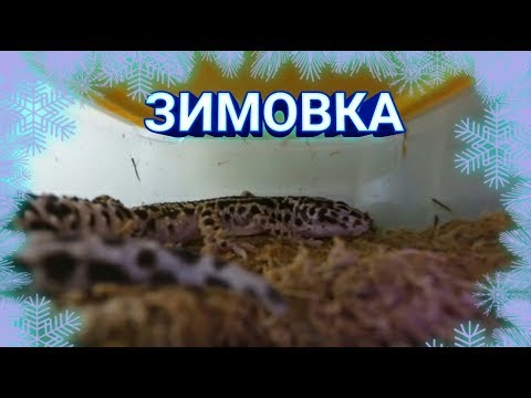 ЗИМОВКА ЭУБЛЕФАРОВ / ЧТО НУЖНО ЗНАТЬ ПРИ ЗИМОВАНИИ ЭУШКИ / БАЗОВАЯ ИНФОРМАЦИЯ