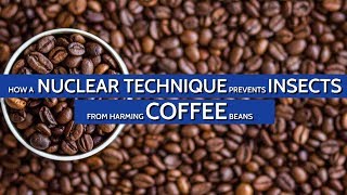 A Nuclear Technique Helps Prevent Insects Harming Your Coffee Beans