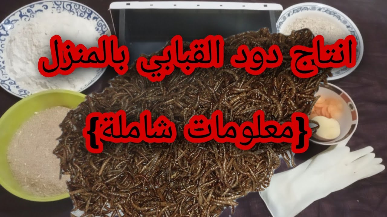 تربية دود القبابي بالمنزل (الطريقة الصحيحة + معلومات)