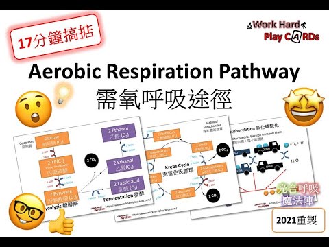 [17分鐘搞掂] DSE Bio 需氧呼吸: Glycolysis糖酵解, Krebs Cycle克雷伯氏循環, Oxidative phosphorylation氧化磷酸化