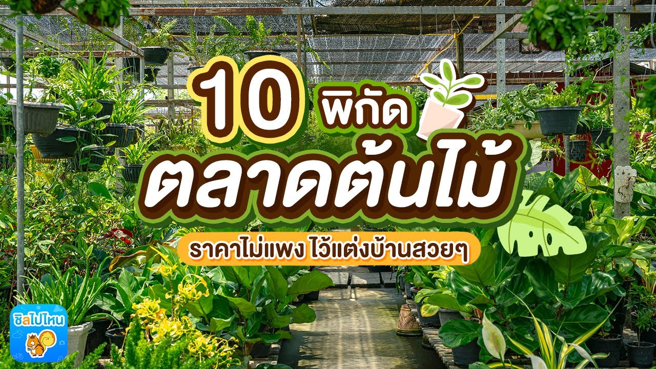 10 พิกัดขายต้นไม้ยอดนิยม ราคาถูก ไว้แต่งบ้านสวยๆ