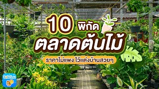 10 พิกัดขายต้นไม้ยอดนิยม ราคาถูก ไว้แต่งบ้านสวยๆ