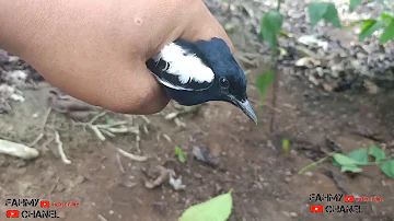 Jebakan burung kacer terbaru