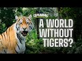 What happens if tigers go extinct? - ExplaiNing