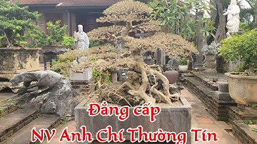 Thăm và mời cây TL Nhà vườn Anh Chí Thường Tín 