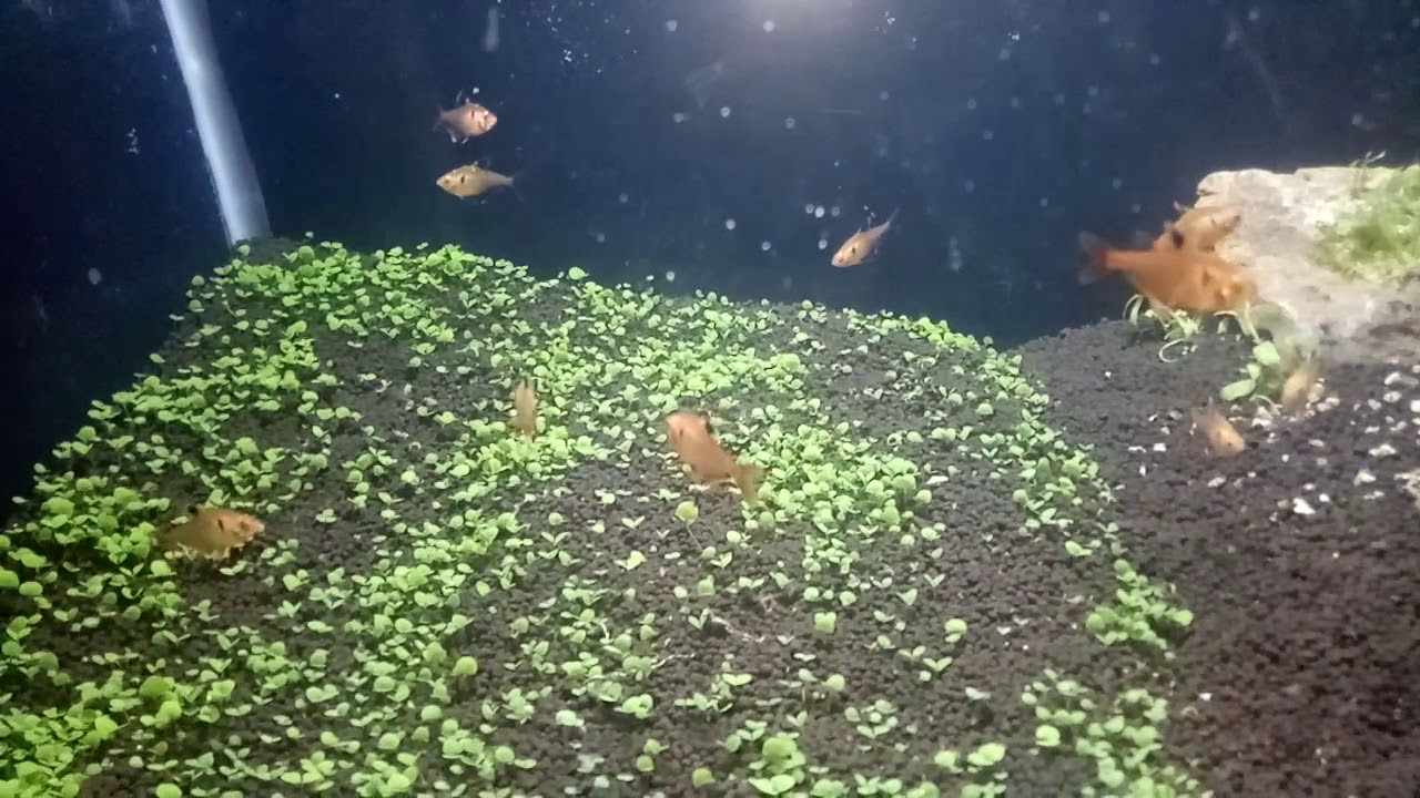 Samundri Aquarium Patna 8252850207 YouTube