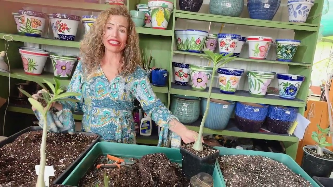 Desert Rose Seedlings Repotting The Right Time